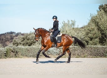 Lusitanos, Caballo castrado, 4 años, 160 cm, Castaño oscuro