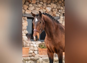 Lusitanos, Caballo castrado, 4 años, 160 cm, Castaño oscuro