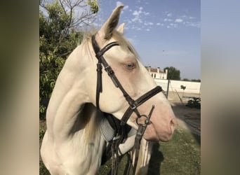 Lusitanos Mestizo, Caballo castrado, 4 años, 160 cm, Cremello