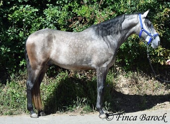 Lusitanos, Caballo castrado, 4 años, 160 cm, Tordo