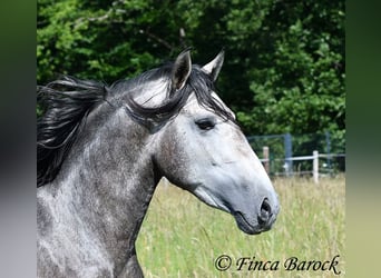 Lusitanos, Caballo castrado, 4 años, 160 cm, Tordo