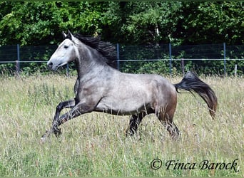 Lusitanos, Caballo castrado, 4 años, 160 cm, Tordo