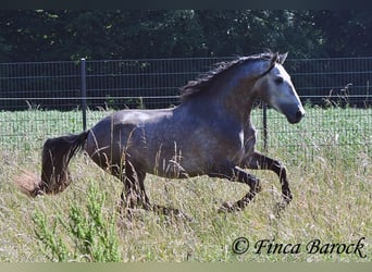 Lusitanos, Caballo castrado, 4 años, 160 cm, Tordo