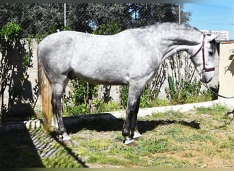 Lusitanos, Caballo castrado, 4 años, 160 cm, Tordo