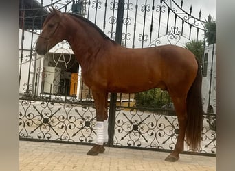 Lusitanos, Caballo castrado, 4 años, 161 cm, Alazán-tostado