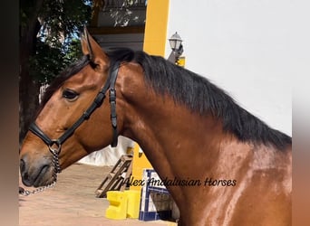 Lusitanos, Caballo castrado, 4 años, 161 cm, Castaño