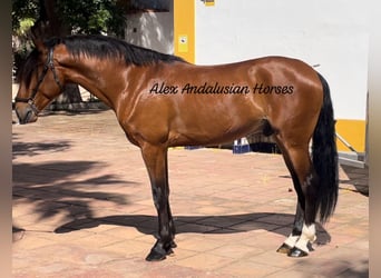 Lusitanos, Caballo castrado, 4 años, 161 cm, Castaño