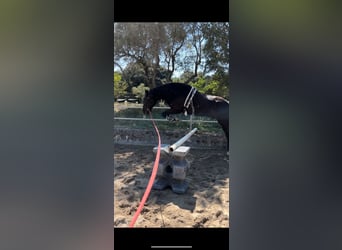 Lusitanos, Caballo castrado, 4 años, 161 cm, Negro