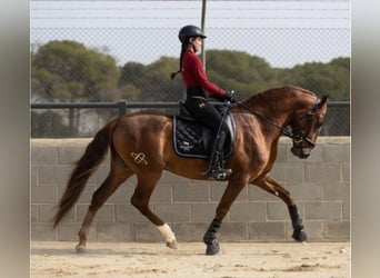 Lusitanos, Caballo castrado, 4 años, 162 cm, Alazán