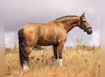 Lusitanos, Caballo castrado, 4 años, 163 cm, Bayo