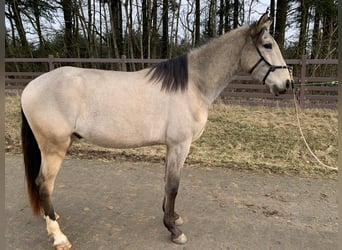 Lusitanos, Caballo castrado, 4 años, 163 cm, Buckskin/Bayo