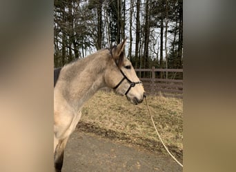 Lusitanos, Caballo castrado, 4 años, 163 cm, Buckskin/Bayo