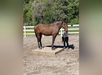 Lusitanos, Caballo castrado, 4 años, 163 cm, Castaño