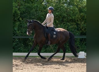 Lusitanos, Caballo castrado, 4 años, 164 cm, Negro