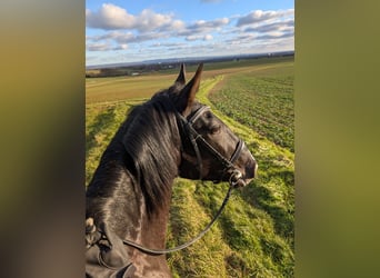 Lusitanos, Caballo castrado, 4 años, 164 cm, Negro
