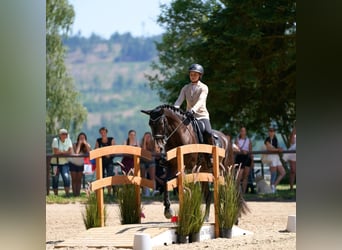 Lusitanos, Caballo castrado, 4 años, 164 cm, Negro