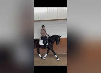 Lusitanos, Caballo castrado, 4 años, 164 cm, Negro