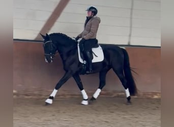 Lusitanos, Caballo castrado, 4 años, 164 cm, Negro