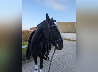 Lusitanos, Caballo castrado, 4 años, 164 cm, Negro