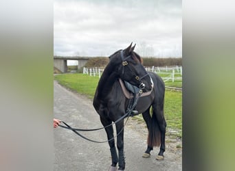 Lusitanos, Caballo castrado, 4 años, 164 cm, Negro
