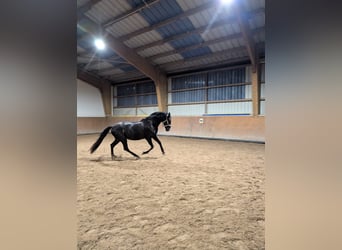 Lusitanos, Caballo castrado, 4 años, 164 cm, Negro