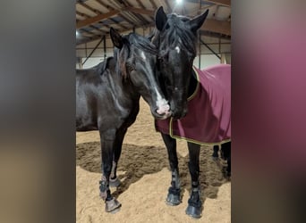 Lusitanos, Caballo castrado, 4 años, 164 cm, Negro