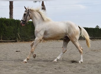 Lusitanos, Caballo castrado, 4 años, 165 cm, Palomino