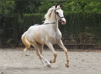 Lusitanos, Caballo castrado, 4 años, 165 cm, Palomino