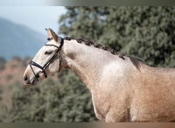 Lusitanos, Caballo castrado, 4 años, 165 cm, Tordo ruano