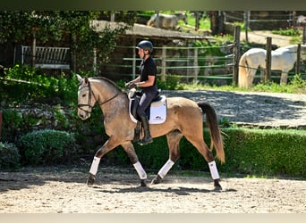 Lusitanos, Caballo castrado, 4 años, 165 cm, Tordo ruano