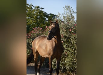 Lusitanos, Caballo castrado, 4 años, 166 cm, Buckskin/Bayo