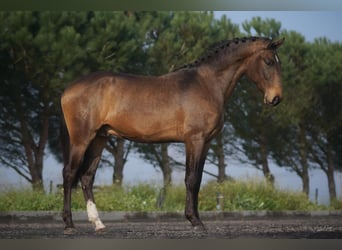 Lusitanos, Caballo castrado, 4 años, 166 cm, Buckskin/Bayo