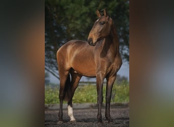 Lusitanos, Caballo castrado, 4 años, 166 cm, Buckskin/Bayo