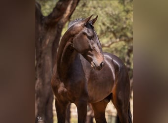 Lusitanos, Caballo castrado, 4 años, 166 cm, Castaño oscuro