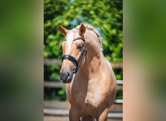 Lusitanos, Caballo castrado, 4 años, 166 cm, Palomino