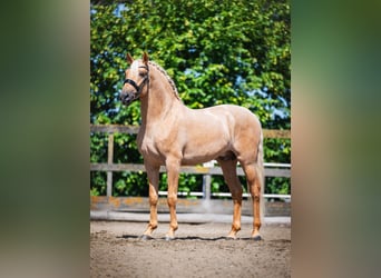 Lusitanos, Caballo castrado, 4 años, 166 cm, Palomino