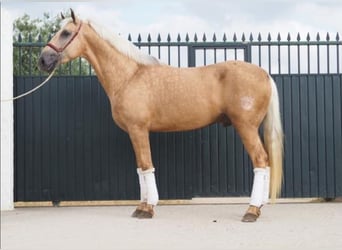 Lusitanos, Caballo castrado, 4 años, 168 cm, Palomino