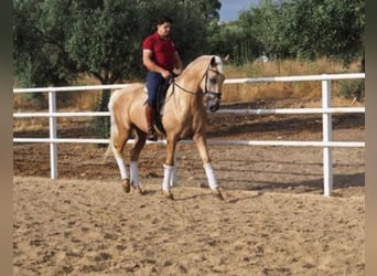 Lusitanos, Caballo castrado, 4 años, 168 cm, Palomino