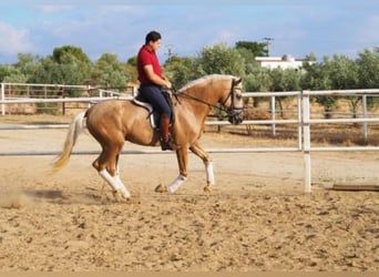 Lusitanos, Caballo castrado, 4 años, 168 cm, Palomino