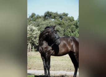 Lusitanos, Caballo castrado, 4 años, 170 cm, Negro