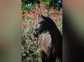 Lusitanos, Caballo castrado, 4 años, 170 cm, Negro