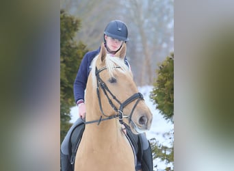 Lusitanos, Caballo castrado, 4 años, 170 cm, Palomino