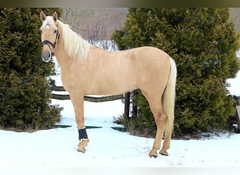 Lusitanos, Caballo castrado, 4 años, 170 cm, Palomino