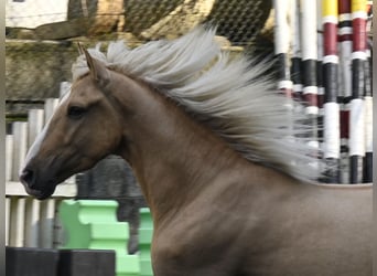 Lusitanos Mestizo, Caballo castrado, 4 años