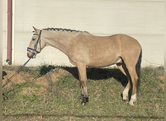 Lusitanos Mestizo, Caballo castrado, 5 años, 144 cm, Bayo