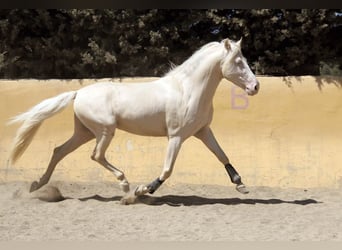 Lusitanos Mestizo, Caballo castrado, 5 años, 150 cm, Perlino