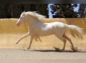 Lusitanos Mestizo, Caballo castrado, 5 años, 150 cm, Perlino