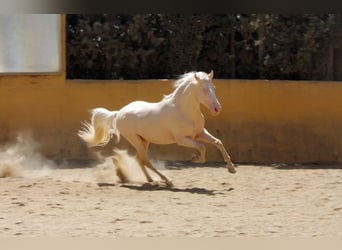 Lusitanos Mestizo, Caballo castrado, 5 años, 150 cm, Perlino