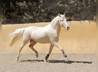 Lusitanos Mestizo, Caballo castrado, 5 años, 150 cm, Perlino