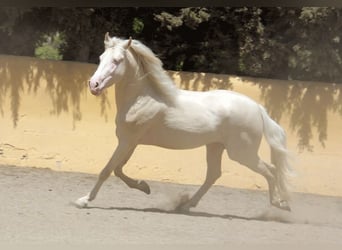 Lusitanos Mestizo, Caballo castrado, 5 años, 150 cm, Perlino